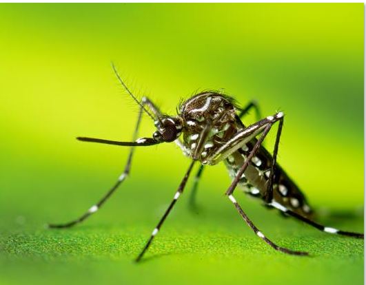 Vietnam Records 102 Deaths Due To Dengue Fever In 10 Months Myanmar